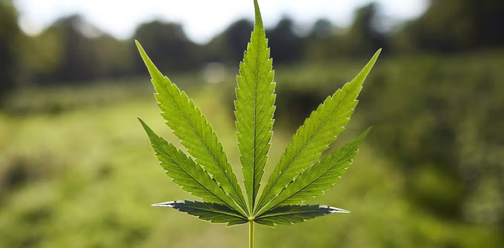 Shifting Perspectives: How Plantabis Dispensary is Leading the Way in Community and Culture in Rahway, NJ